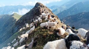 जुम्लामा भेडापालक किसानलाई गोठालो भत्ता