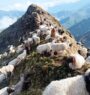 जुम्लामा भेडापालक किसानलाई गोठालो भत्ता