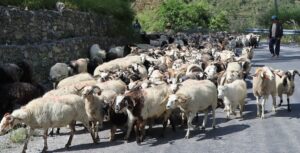 यस वर्ष सस्तियो भेडाच्याङग्राको मूल्य