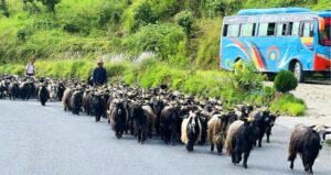 हिमाली च्याङ्ग्रा पहाड र तराईका मुख्य बजारमा
