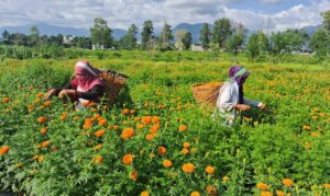 बेमौसमी फूलखेती गरेर रु १५ लाख आम्दानी