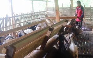 पूर्व गोरखा सैनिक राईको लोभलाग्दो बाख्रापालन व्यावसाय