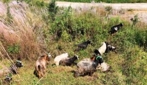 बागलुङमा मुस्ताङी च्याङ्ग्राको आयातमा कमी