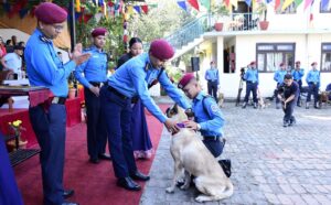नेपाल प्रहरी केनाइन कार्यालयमा कुकुर पूजा, ‘टाइगर’ कुकुर पुरस्कृत