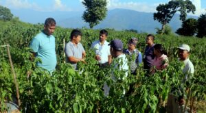 पौवादुङमाको खुर्सानी खेती : बाह्य जिल्लाका किसानको ‘सिकाइ तथा अध्ययन केन्द्र’