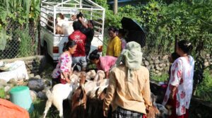 महिला नेतृत्वको एक सहकारीमार्फत ३५० खसीबोका बिक्री