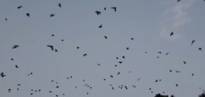 नारायणहिटी दरबार सङ्ग्रहालय अगाडि दुलालको काग सम्मेलन