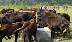 ‘दाता’ को सहयोगले गौ संरक्षण केन्द्र सञ्चालनमा सहज