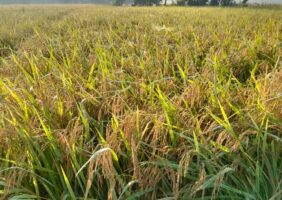 नवलपुरमा वर्षाले एक करोड ८० लाख बराबरको धानमा क्षति