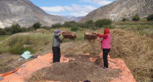 मुस्ताङका किसान ‘फापर’ थन्क्याउन व्यस्त