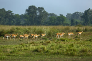 खैरापुरको घाँसे मैदानमा कृष्णसारको मनमोहक चाल