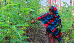 तरकारीखेतीले फेरिँदै जीवनशैली