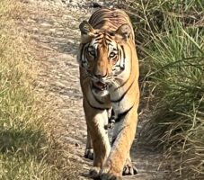 बाक्लो सङ्ख्यामा देखिन थाले निकुञ्जमा बाघ