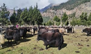 हिमपातपछि मुस्ताङका याकचौँरी बेँसीमा स्थान्तरण