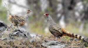 १६ वर्षपछि कालीगण्डकी बेसीनमा दुर्लभ पन्छी चिरकालिजको सङ्ख्या १८ जोडी