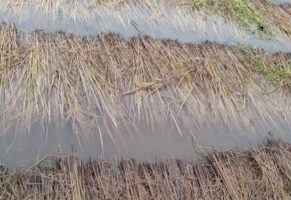 बेमौसमी वर्षाः गुल्मीमा पाँच करोडको धानबाली नष्ट