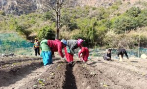मुस्ताङको बागवानीमा ‘हाईब्रिड’ स्याउका बिरुवा उत्पादन गर्न सुरु