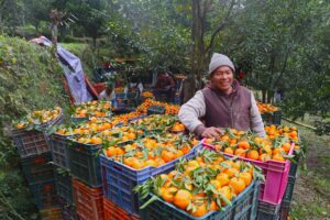 म्याग्दीको दोसल्लेबाट यसवर्ष दुई करोड मूल्य बराबरको सुन्तला बिक्री
