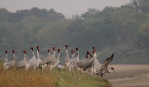 सारसको रोजाइमा लुम्बिनी : स्थानीयको संरक्षणले फस्टाउँदै प्रजननस्थल