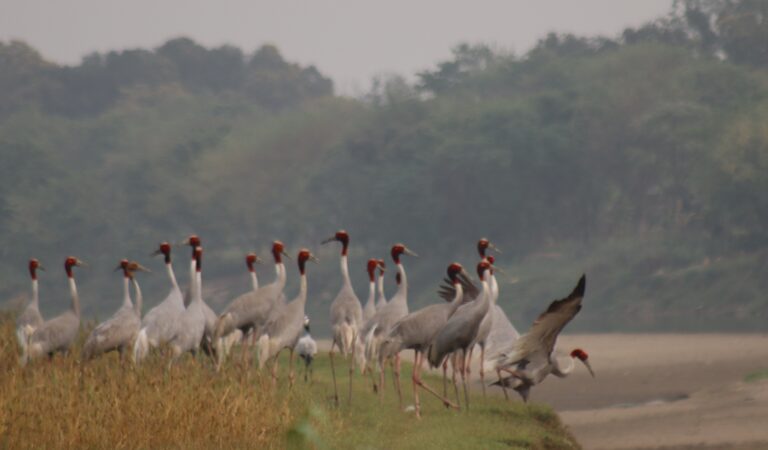सारसको रोजाइमा लुम्बिनी : स्थानीयको संरक्षणले फस्टाउँदै प्रजननस्थल