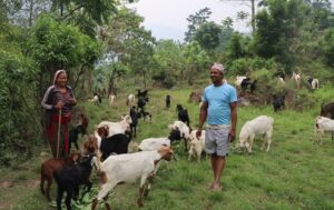 सरकारी जागिर छाडेर बाख्रापालनमा रमाउँदै भुवानी