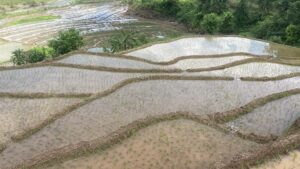 गोरखामा ५८ प्रतिशत रोपाइँ सकियो